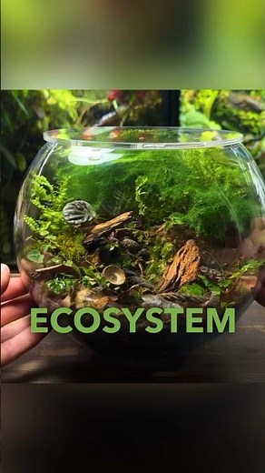 Creating an Ecosystem Terrarium For Tiny Bugs!🐞