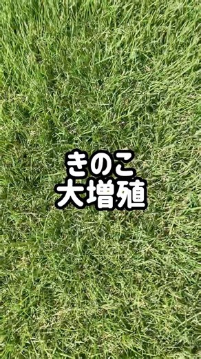 【芝生】雨上がりのきのこ #gardening #庭作業 #garden