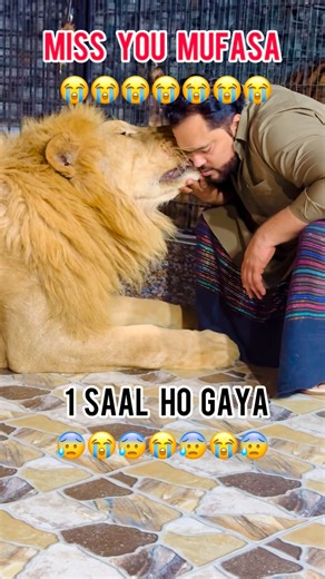 Mian Saqib on Instagram: "#gtkm24 #miansaqib #mianfarmhouse #mufasa #wildlifelovers #post #wild #shorts #tigres #lion"