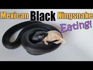 Feed My Pet Friday: Mexican Black Kingsnake!