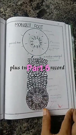 plus two botany record. part 6.Anatomy