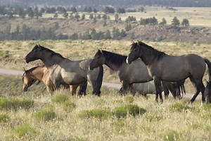 Family Vacation Ideas for Animal Lovers