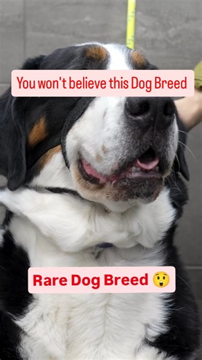 Girl With The Dogs | Meet the beautiful Greater Swiss Mountain Dog 😍 #dogsofinstagram #dog #pets #doglovers #mountaindog | Instagram