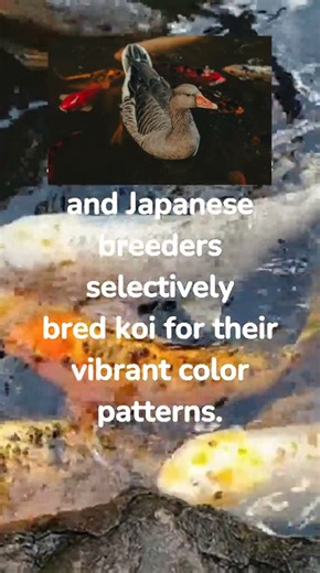 "The Art of Koi Fish Breeding & Rare Koi Auctions" #KoiBreeding #RareKoi #LuxuryFish