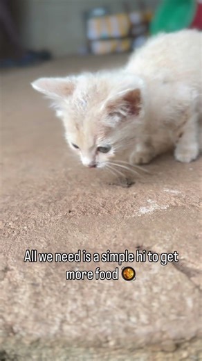 For all pledges and donations link in bio to support the cause🐈🐈‍⬛