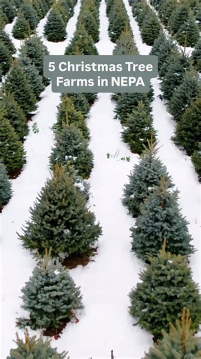Get your home holiday-ready with a fresh evergreen from one of these 5 tree farms in NEPA! From classic cut-your-own adventures to cozy, cocoa-filled stops, these local farms bring all the festive feels. ✨🌲 #DiscoverNEPA 1️⃣ Bennies Nursery Tree Farm in Tunkhannock 2️⃣ Lakeland Orchard & Cidery in Scott Twp. 3️⃣ Walker's Tree Farm in Lehighton 4️⃣ Woods and Things Tree Farm in Tamaqua 5️⃣ Yenser's Tree Farm in Lehighton Link to more tree farms in NEPA 👉🏻 https://bit.ly/NEPAChristmasTrees | Di