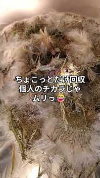 20260803 #アメリカオニアザミ 飛びまくり #岩見沢 #ケサランパサラン