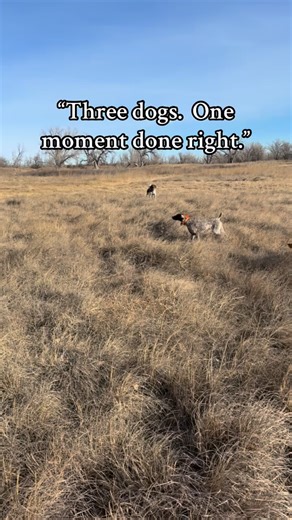 AllOut Adventures USA on Instagram: "Annie and Fish stay pinned and honest while Rudy brings the pressure and finishes the sequence exactly how it’s supposed to unfold. This is the payoff of steadiness, trust, and letting each dog play its role. One clean moment, handled the right way. The AllOut Instinct Method — teaching without teaching, letting nature do the work. 👉 Like & share if this is how you want your dogs working. #AllOutAdventures #AllOutInstinctMethod #UplandHunting #BirdDogs #GSP 