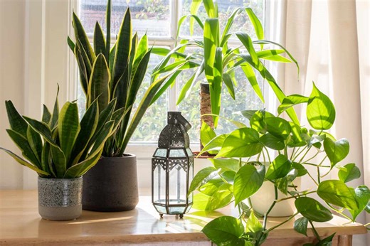 10 Best Beginner Houseplants That Are Nearly Impossible to Kill—and Thrive in Any Room