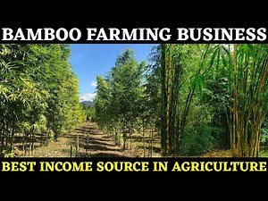 Bamboo Farming Business | Bamboo Cultivation | Baas Ki Kheti Jankari