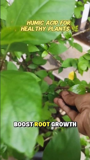 Why I Add Humic Acid to Every Plant | Secret to Fast Growth & Healthy Soil