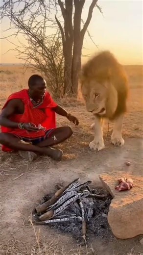 lion King ❌ fart king ✅ 😂#africa #forest #lion #animals #funny #wildlife #fyp #viralshorts