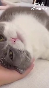 Unlocking the Untold Secrets of Clever Cats' Remarkable Escapes | Wild and Wonderful Prepare to be amazed by the feline geniuses of the internet! Watch as these extraordinary cats showcase their unparalleled agility and problem-solving skills, leaving us in awe and laughter. From daring escapes to comical encounters with everyday objects, these whiskered wonders will keep you hooked till the very end. Don't miss out on this delightful journey into the world of clever cats! #CleverCats #AgileFeli