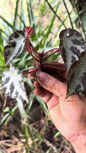 2 beautiful begonia species - #herbs #houseplants