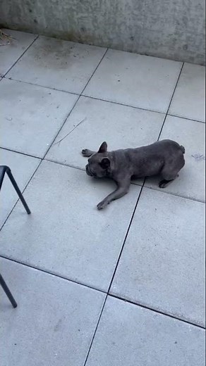 Fastest Frenchie Alive | French Bulldog Zoomies