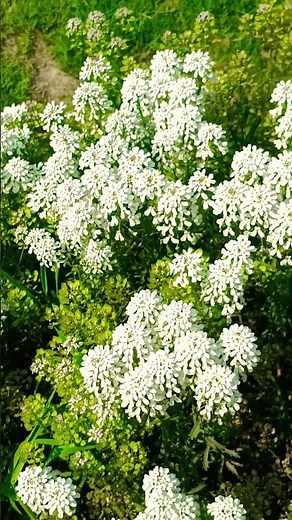 Candytuft White Flower #homegardening #flowers #nature
