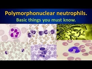 Polymorphonuclear neutrophils.(Basic things you must know)#Netrophils#WBC#Hematology#MLS