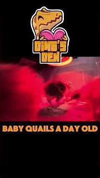 The Cutest Timelapse: Baby Quails