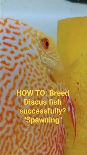 HOW TO: Breed Discus fish successfully? " Spawning" #discusfish #fishkeepinghobby #fish