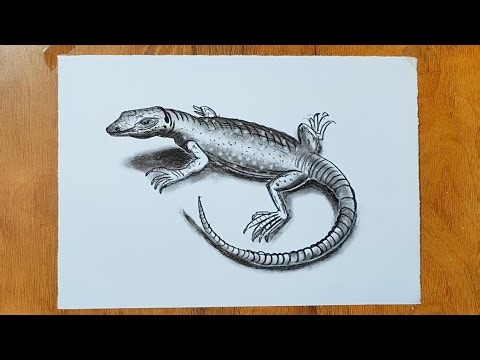Amazing lizard drawing step by step/Black and white lizard sketch