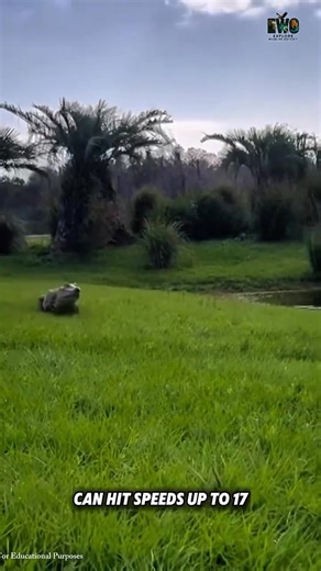 🐊🏇 Don't miss the documentary: 'The Crocodile That Can Gallop Like a Horse!' #NatureDocumentary | Cloud Of Movies