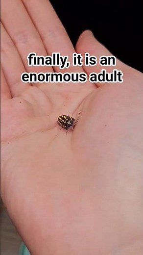 life cycle of an isopod