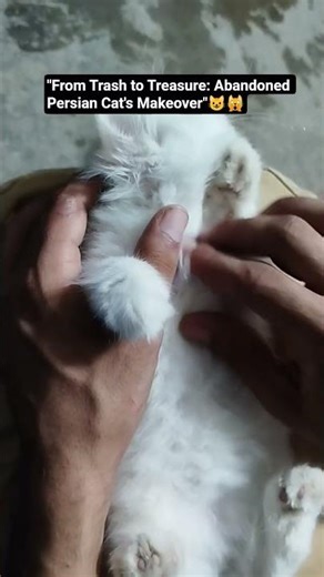"From Trash to Treasure: Abandoned Persian Cat's Makeover"#shelter #shorts #persion #cat #tabby