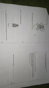 1 (a) Fig. 1.1 is a diagram of insect A. Fig. 1.1 Make a large ... | Filo