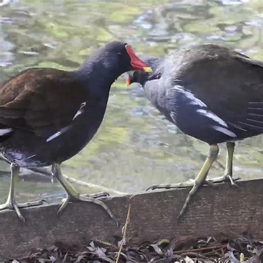 Moorhen Love 💕 Watch These Birds Preen Each Other on the Riverbank 🐦✨