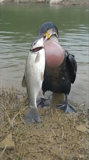 The Fish Vanished? 🐟👻 Magic Bird Glitch! #Shorts