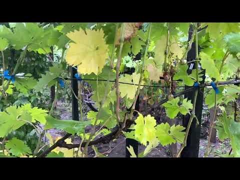 Treatment of grape seedlings and cuttings against phylloxera before planting: what to do, methods...