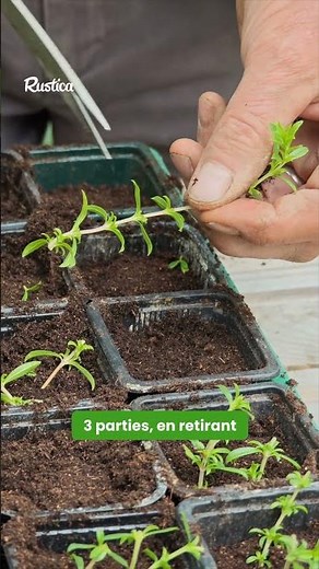 🌿 Multiplier la sarriette facilement !