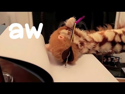 Mr.T Does Phonics with Geraldine the Giraffe - The 'aw' Digraph