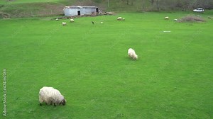 sheep flock in a farm in the countryside in the basque country
