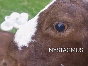 6.7K views · 19 reactions | Nystagmus is an abnormal position of eyeball & eyelid, involuntary movement of eye from side to side, up & down and in circle. NYSTAGMUS is the principal sign of polioencephalomalacia & listeriosis. ©️Credit: Dr. Waseem Khan (LinkedIn) | Half Baked Veterinarian | Facebook