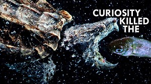 25K views · 18 reactions | Alligator snapping turtles' tongues are worm-shaped lures that attract fish to certain death. | Cottage Life | Facebook