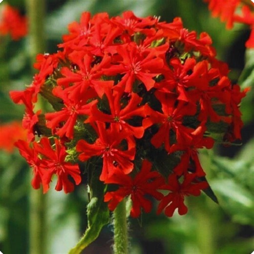 Maltese Cross Flower Seeds 500  | Lychnis Chalcedonica Red Perennial - Etsy