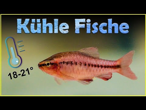 Fish for aquariums without heating (157)