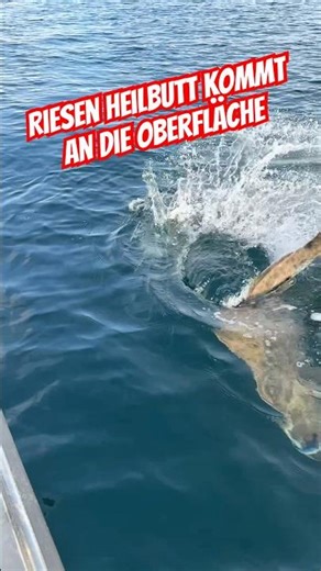 Giant halibut from Norway 🇳🇴 #fishing #angeln #heilbutt #seeresangeln