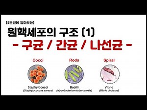 [세포] 4.4 원핵세포의 구조 - (1) 구균, 간균, 나선균
