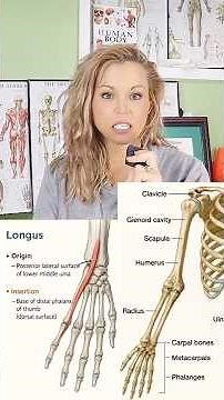 EXTENSOR POLLICIS LONGUS: MUSCLE OF THE DAY