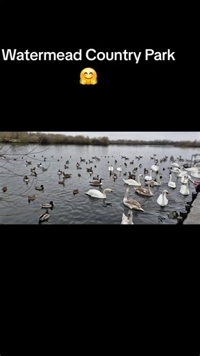 wanderer nm (@wanderer2496)’s videos with original sound - Viral Song Covers