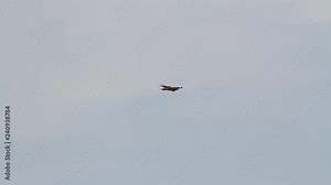 Bonelli's eagle flies in the sky