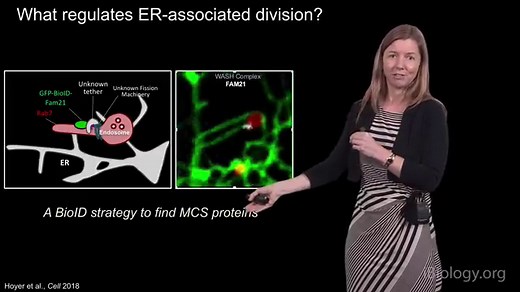 Endoplasmic Reticulum Membrane Contact Sites • iBiology