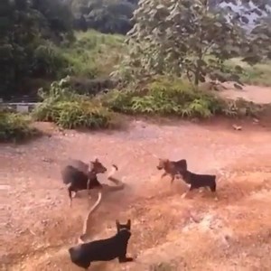 3.7K views · 92 reactions | local good boy gang takes on rogue snek | Yeah the Doggos | Facebook