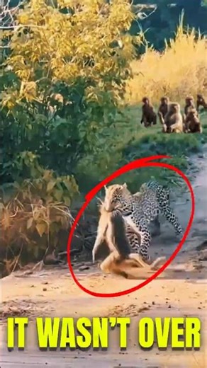 Leopard Killed a Baboon… But Payback Was Deadly! 🐒🐆| WildBite Shorts