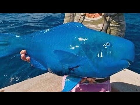 The Blue Parrot Fish