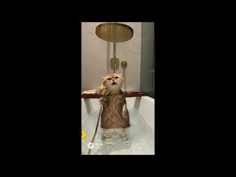 🌟 Bathtub Diva/Opera Cats: A Compilation of the Most Dramatic Singers Ever! 🎤 #cat #catsinging #fyp 