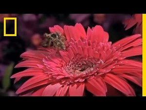 Jumping Spider vs. Bee | National Geographic