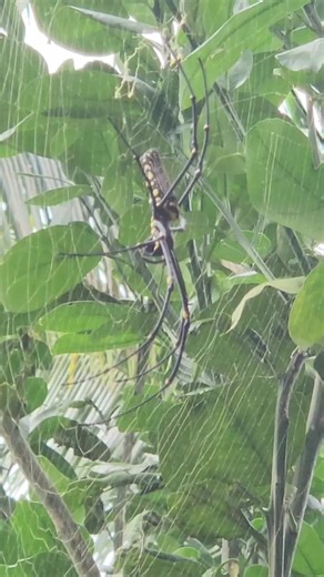 Incredible Spider Species Found in Tagaytay